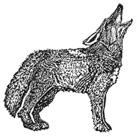 coyote howling